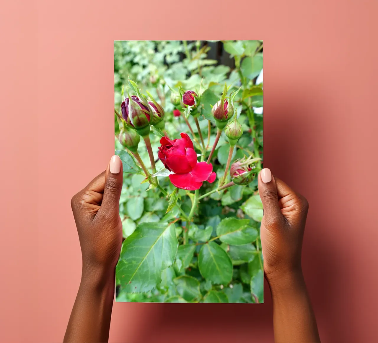 Rote Rose Stickerbogen von Massimo Frascogna