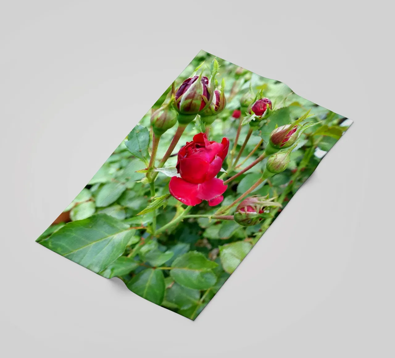 Rosa rossa telo mare da Massimo Frascogna