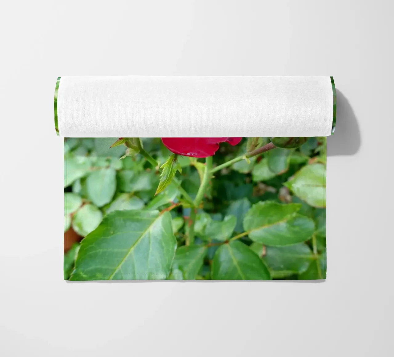 Rosa rossa telo mare da Massimo Frascogna