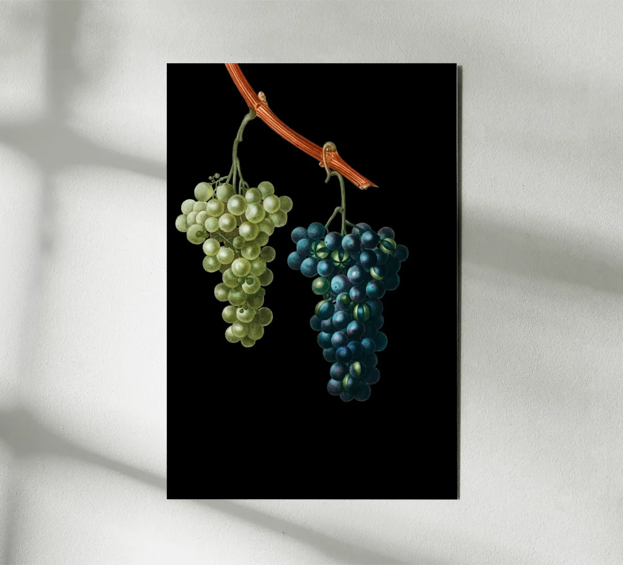 Wein Trauben alluminio dibond da Second Canvas