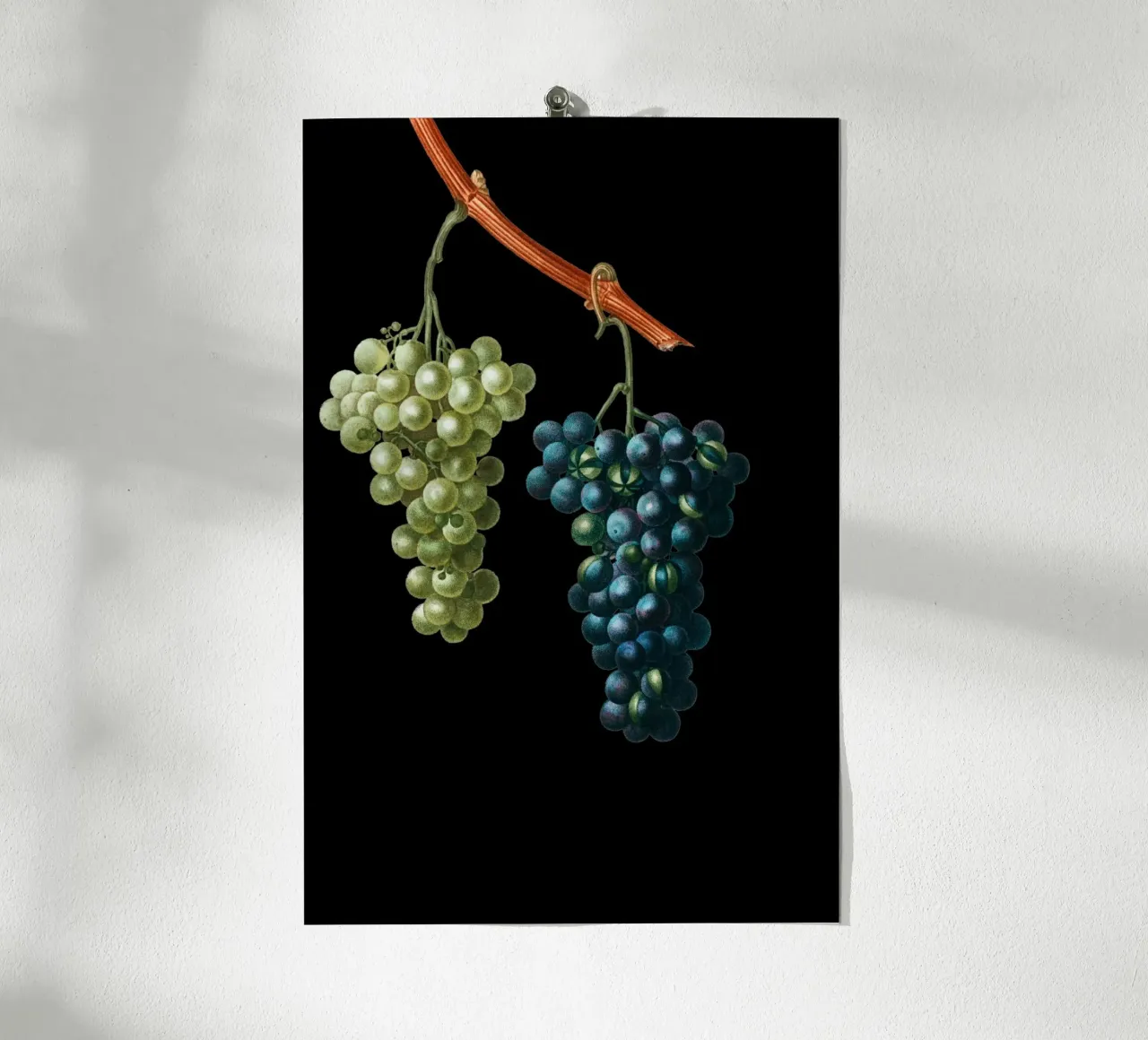 Wein Trauben carta hahnemühle da Second Canvas
