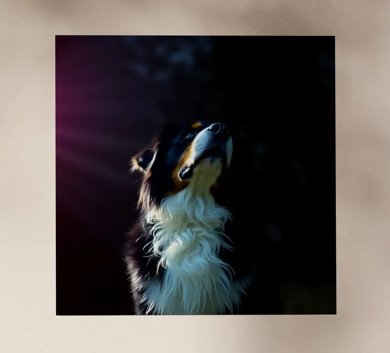 Bellissimo cane da montagna bernese #86 pellicola backlit da Yumis.Beargang.and.Me