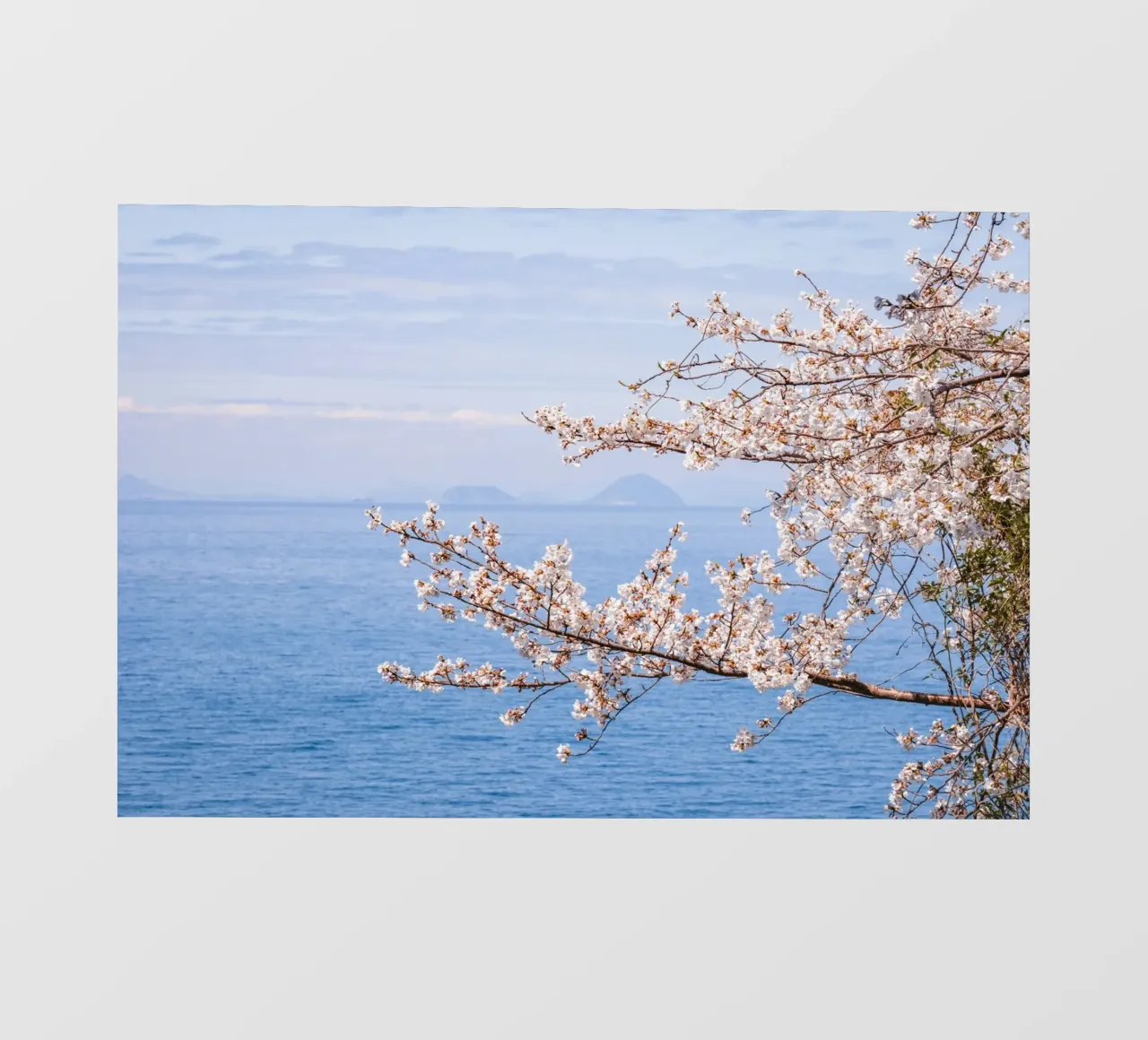 Fiori di ciliegio dell'oceano - Giappone telo in pvc da Marcel Bisig