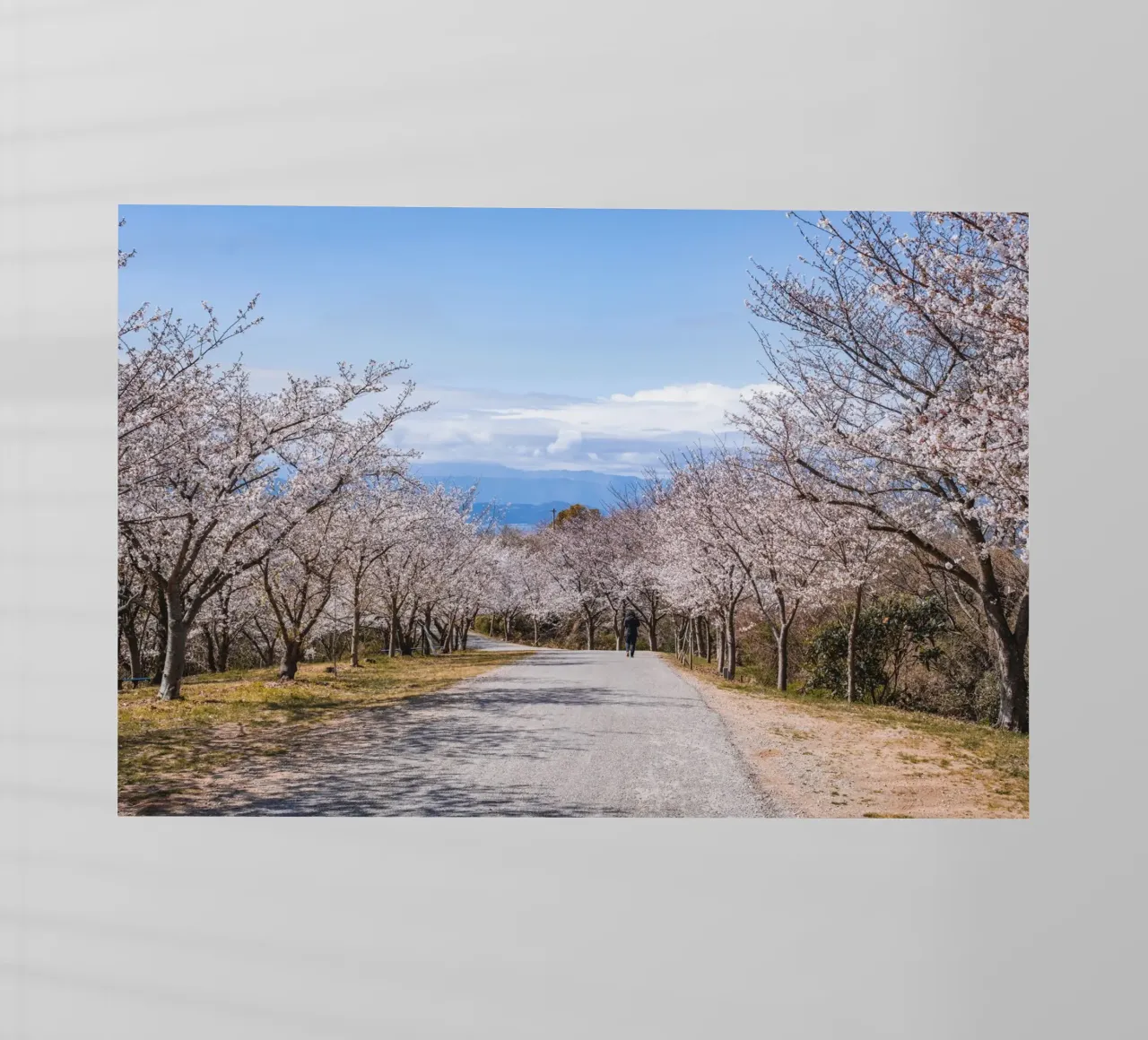 La strada dei ciliegi in fiore - Shikoku, Giappone pellicola backlit da Marcel Bisig
