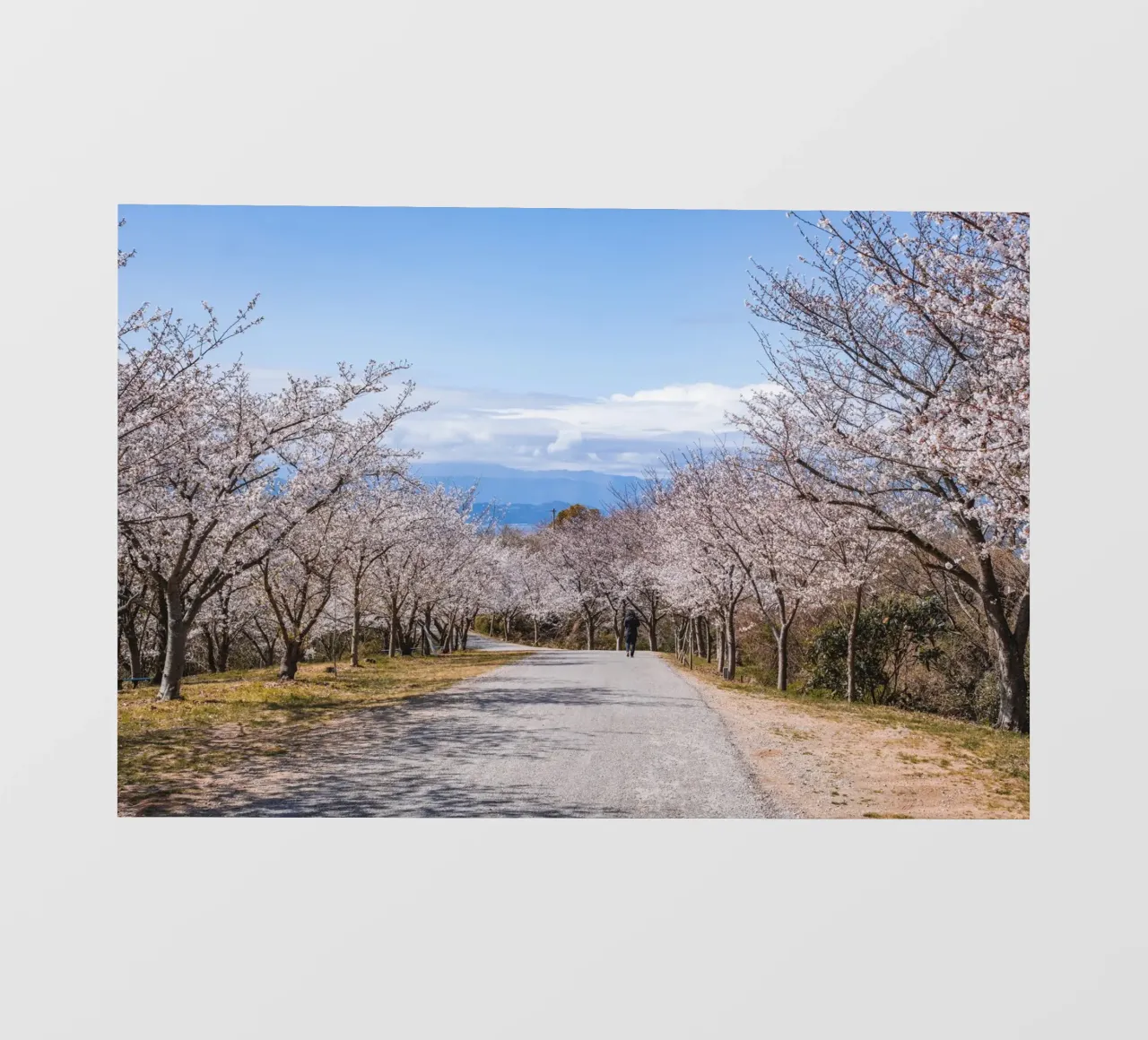 La strada dei ciliegi in fiore - Shikoku, Giappone pellicola backlit da Marcel Bisig