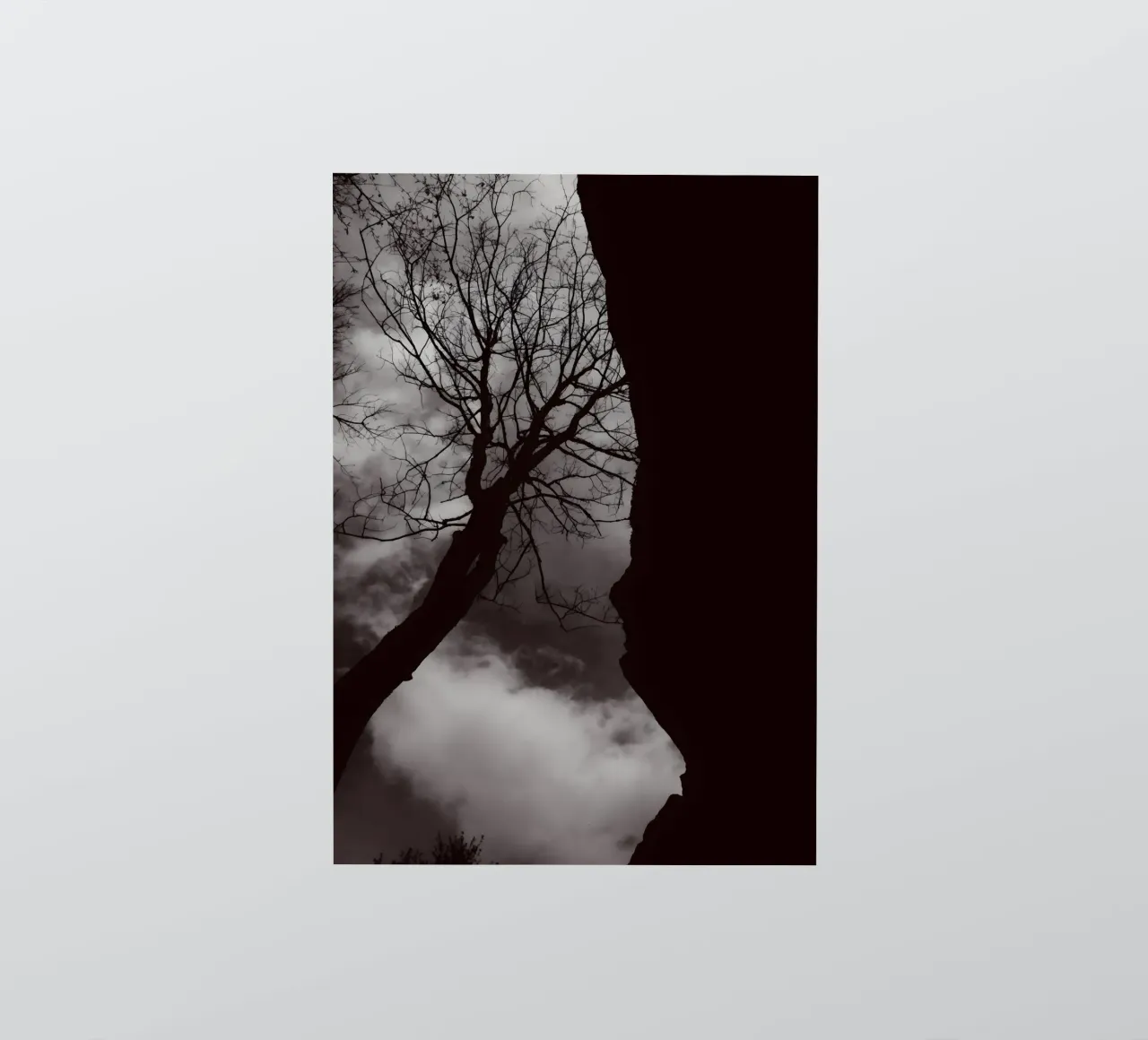 Albero nodoso in una silhouette drammatica adesivo da NA/MO