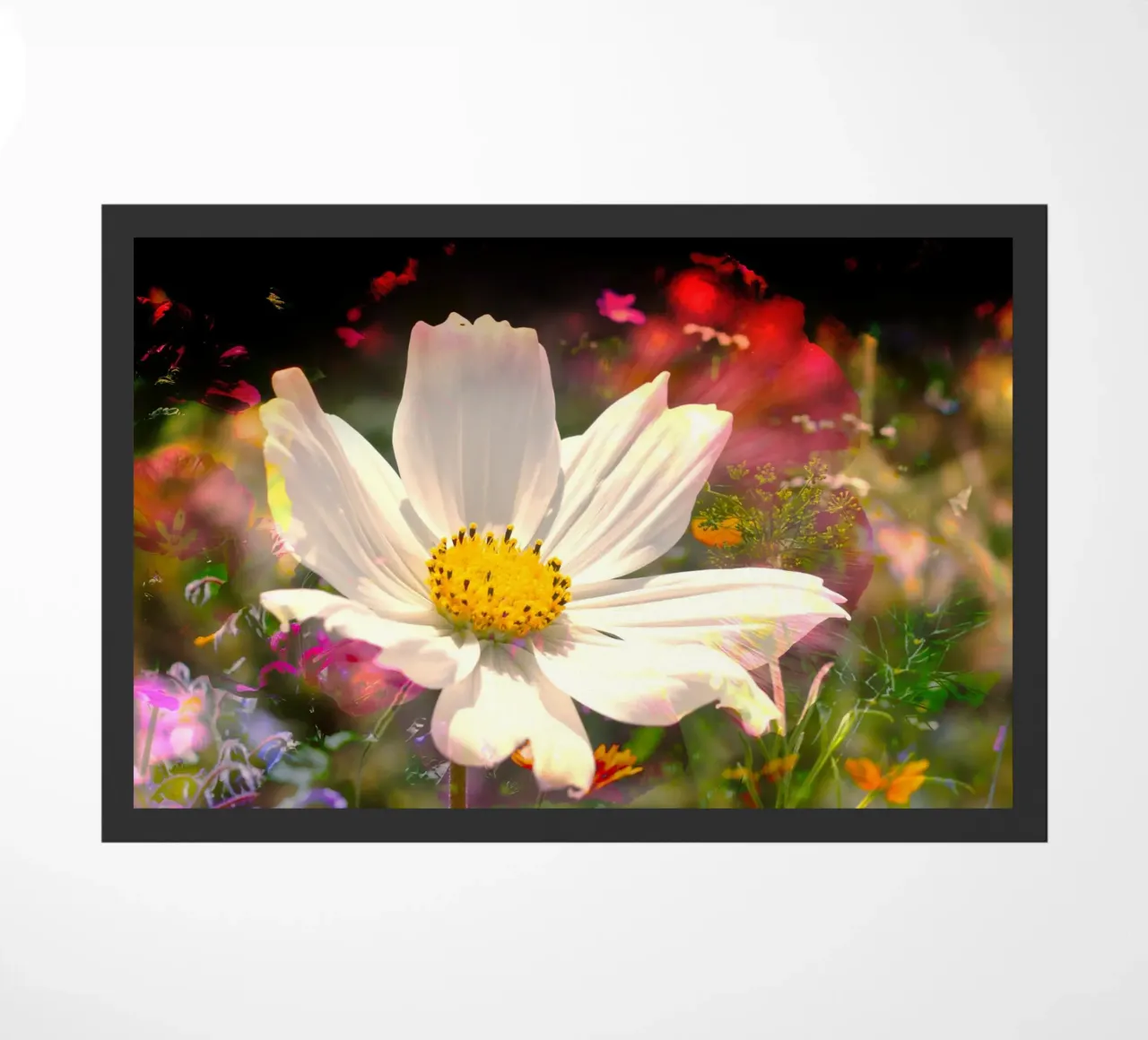 il fiore bianco si staglia luminoso al centro di un campo di fiori zerbino da NA/MO