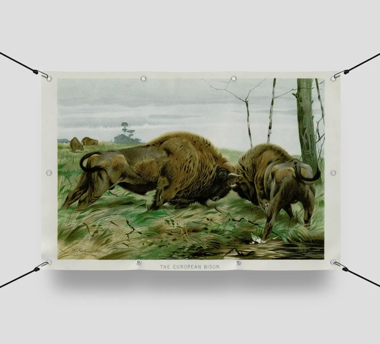 European Bison In Battle telo in pvc da Flora & Fauna