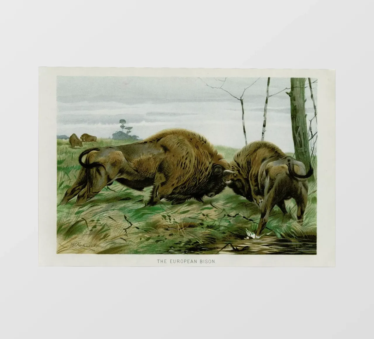 European Bison In Battle telo in pvc da Flora & Fauna