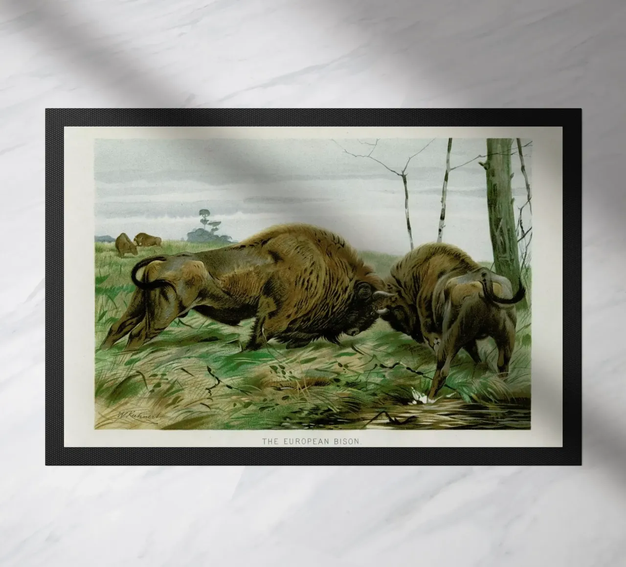 European Bison In Battle zerbino da Flora & Fauna