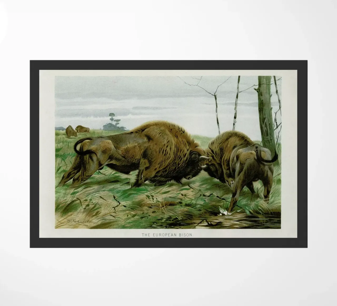 European Bison In Battle zerbino da Flora & Fauna