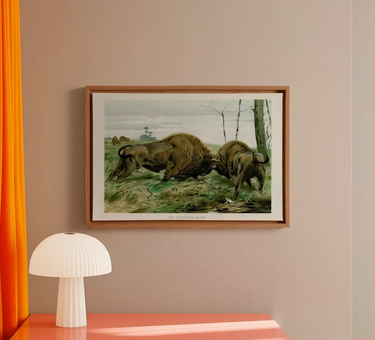European Bison In Battle tela con Cornice a cassetta da Flora & Fauna