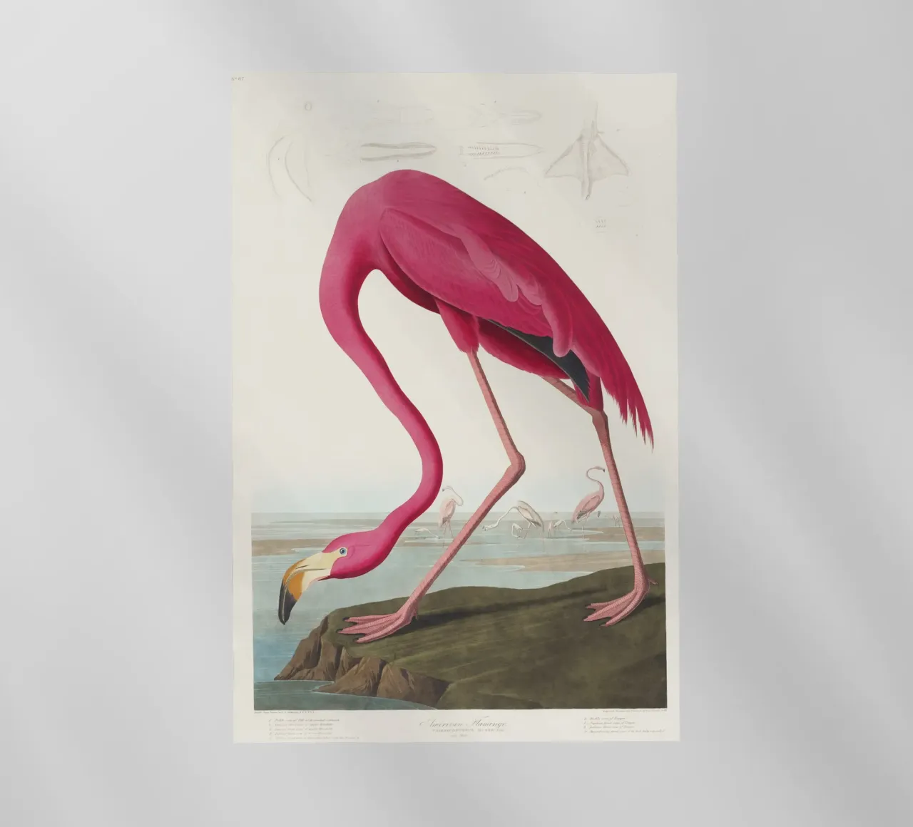 Fenicottero rosa (1827) di John James Audubon pellicola backlit da Venus Art