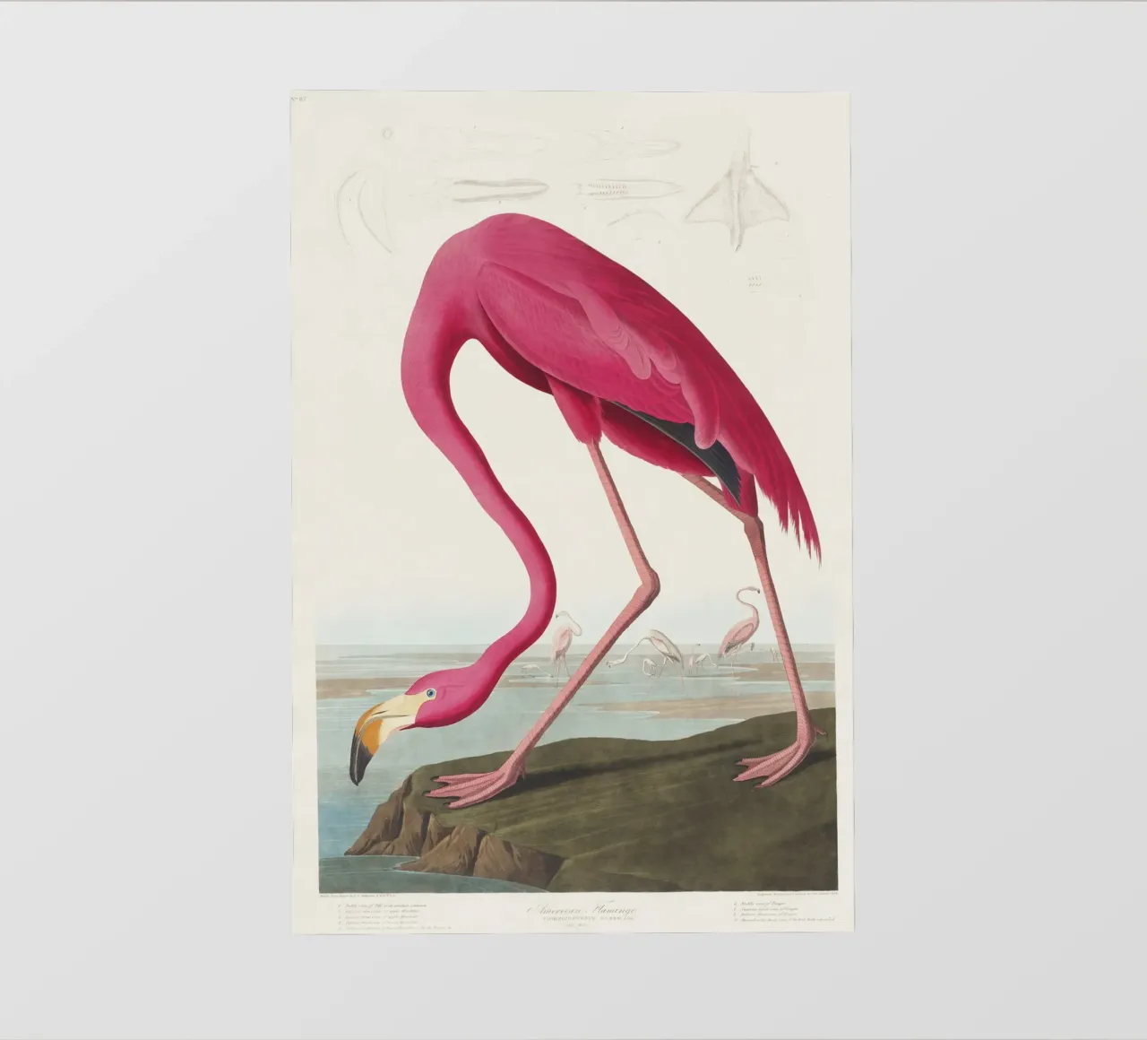 Pink Flamingo (1827) by John James Audubon photo wallpaper by Venus Art