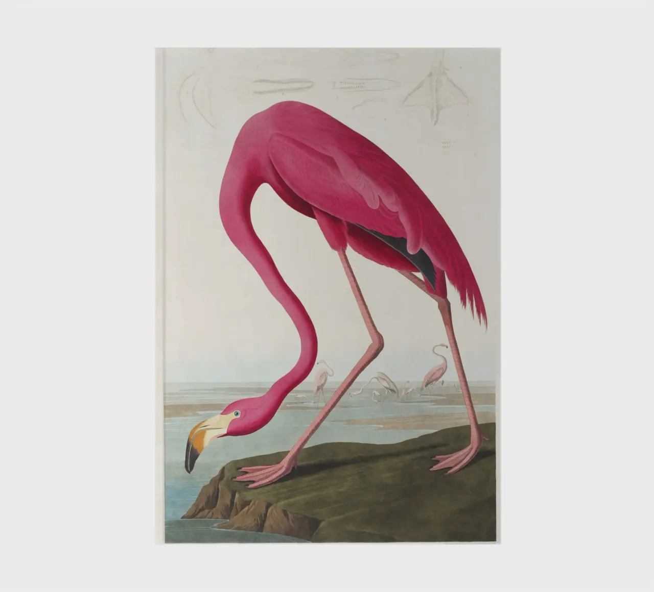 Pink Flamingo (1827) by John James Audubon notebook by Venus Art