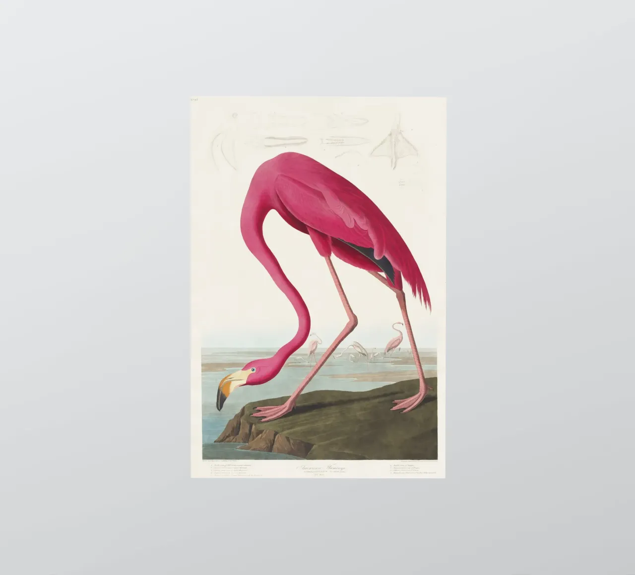 Pink Flamingo (1827) by John James Audubon sticker by Venus Art