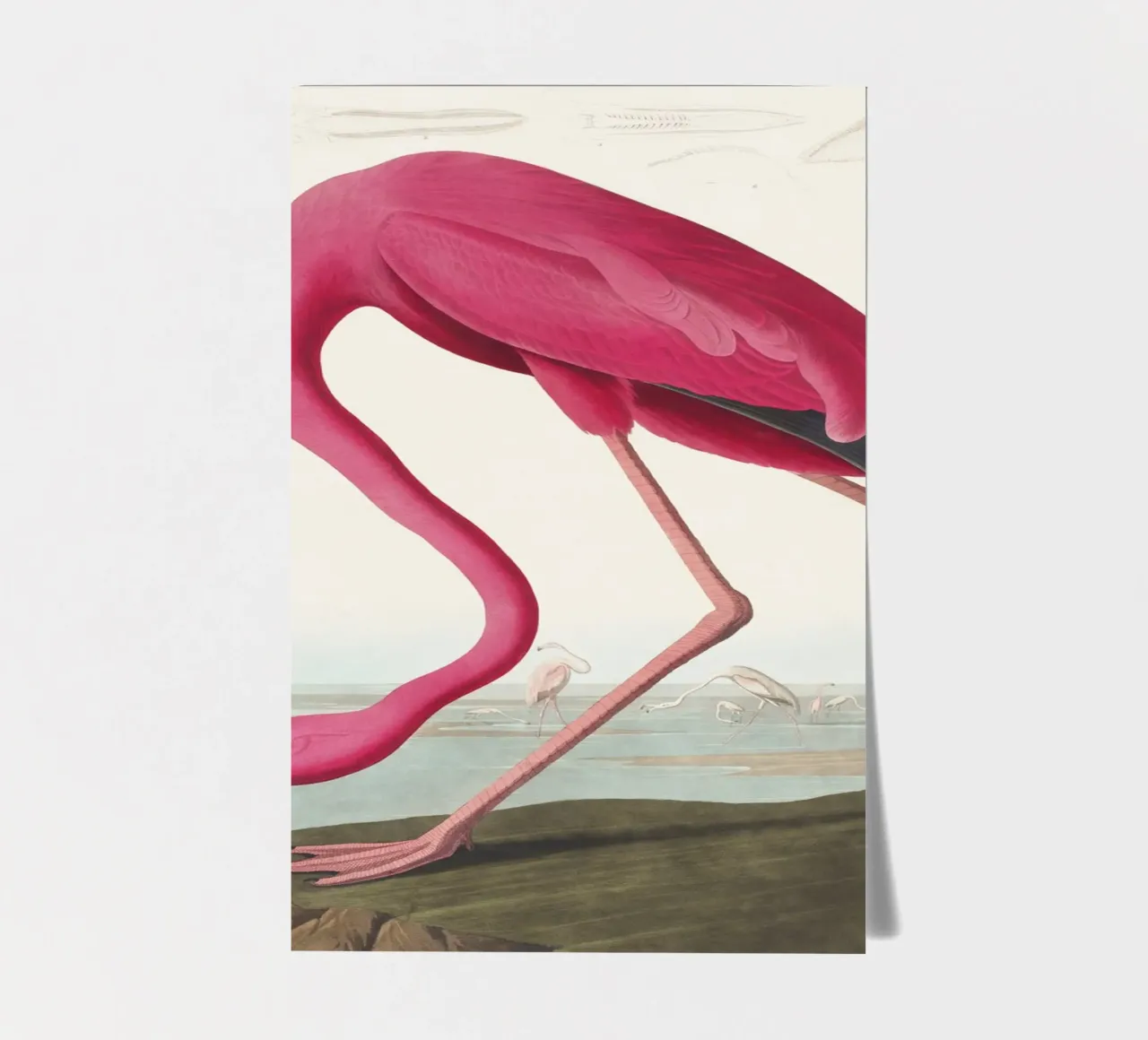 Flamant rose (1827) par John James Audubon planche autocollant de Venus Art