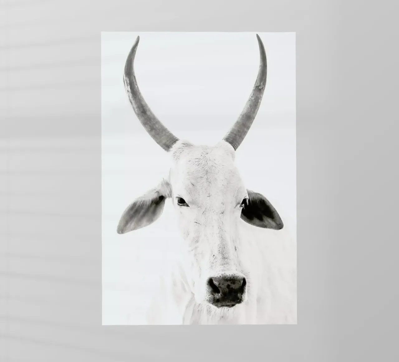 White Cow backlit film by Victoria Frost