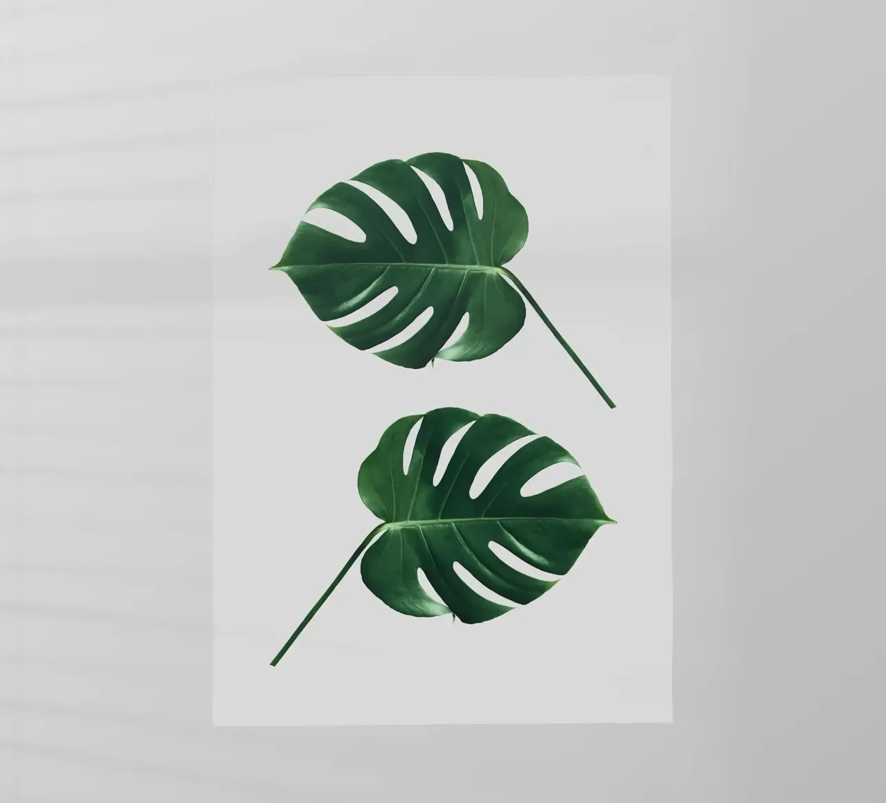 foglie di monstera pellicola backlit da Abstract Botanical Art