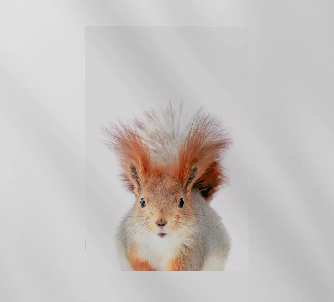 Red Squirrel pellicola backlit da Paws & Claws