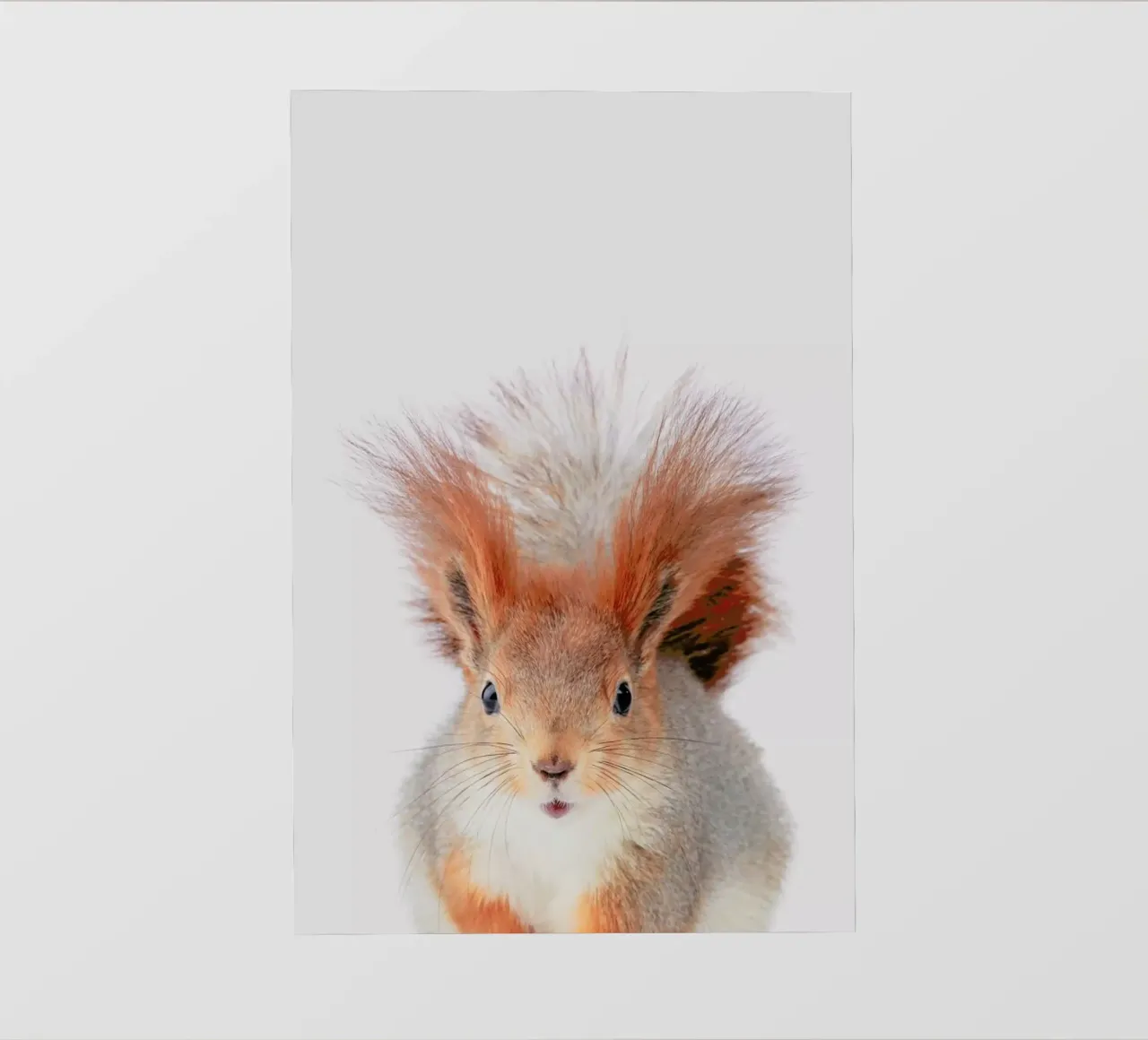 Red Squirrel pellicola backlit da Paws & Claws