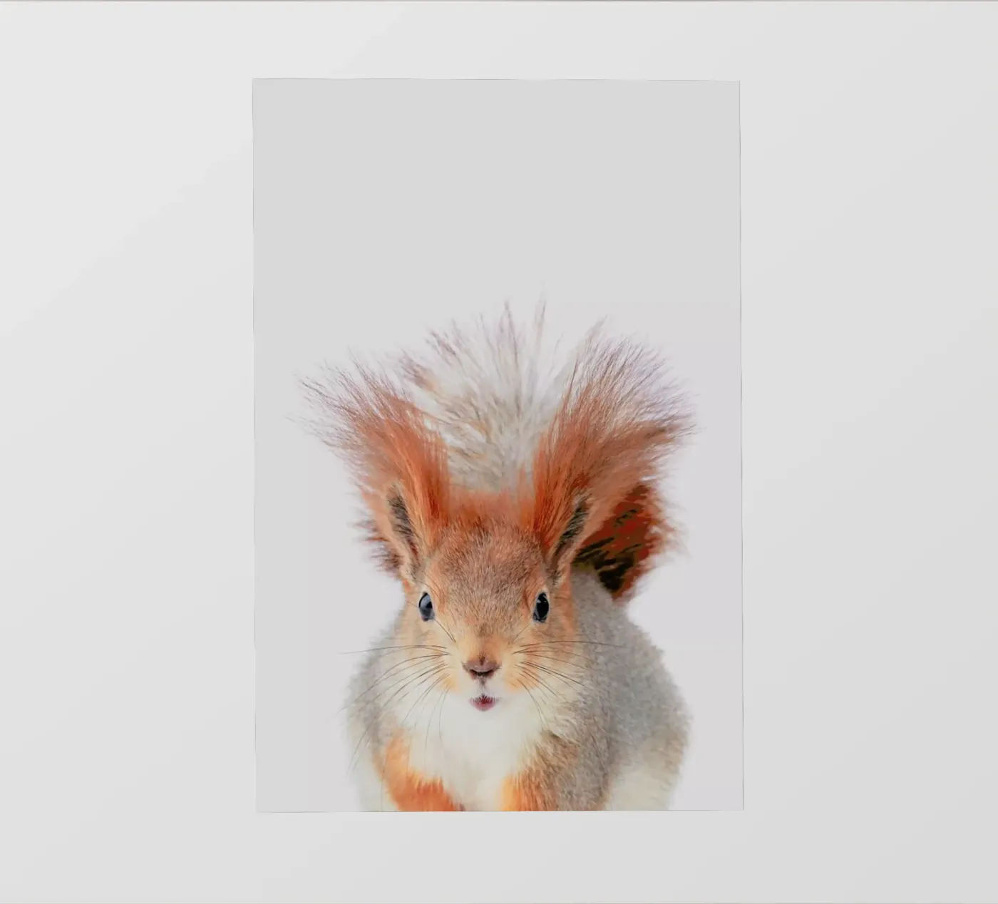 Red Squirrel pellicola backlit da Paws & Claws