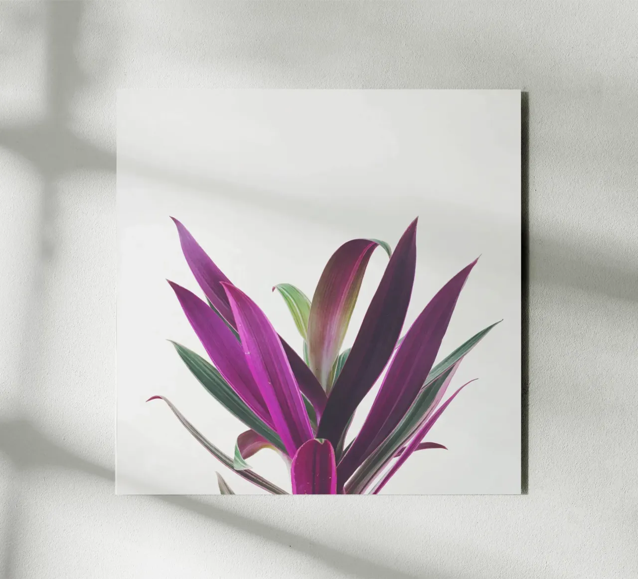 Boat Lily alu-dibond by Cassia Beck Photography