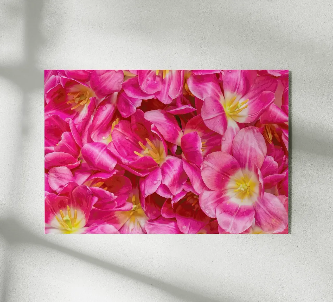 Pink Tulips plexiglass da Curious Collections by Marielle Leenders