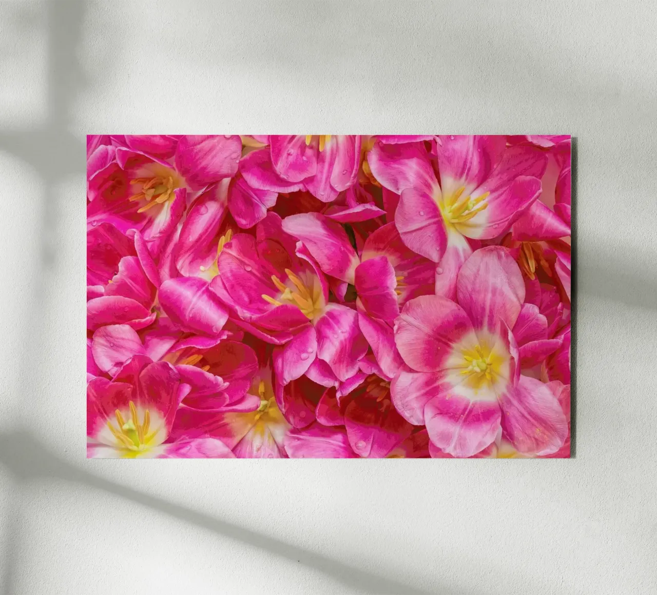 Pink Tulips alu-dibond by Curious Collections by Marielle Leenders