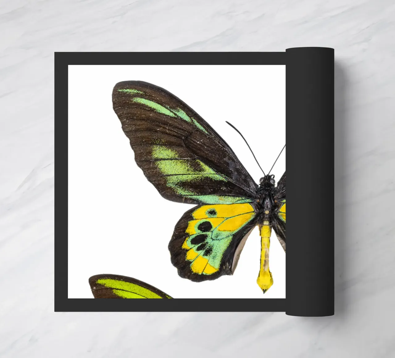 Farfalle verdi zerbino da Curious Collections by Marielle Leenders