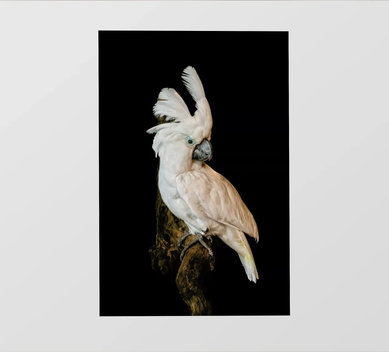 Birds 1 telo in pvc da Curious Collections by Marielle Leenders