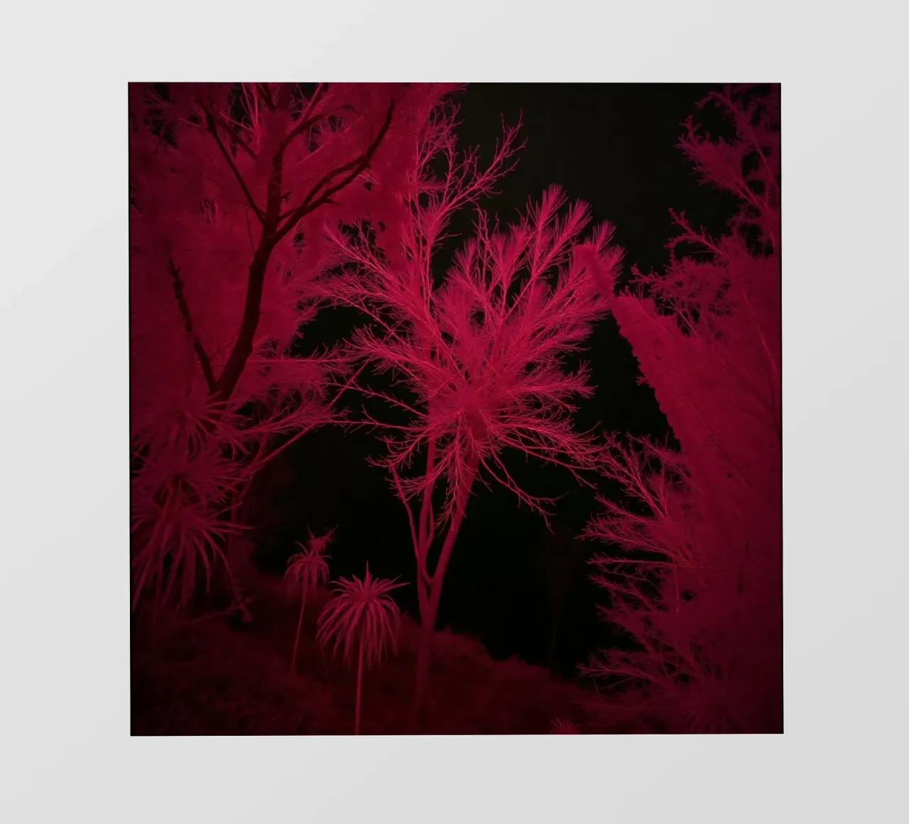 Il paesaggio vivido a infrarossi mostra alberi e piante luminose pellicola backlit da DesignDoodle