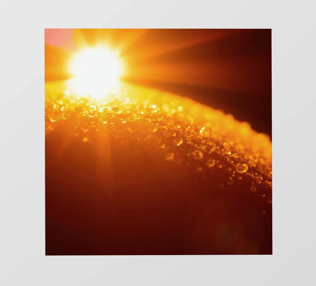 Sunlight glistens on a dewy surface at dawn, creating a warm backlit film by DesignDoodle