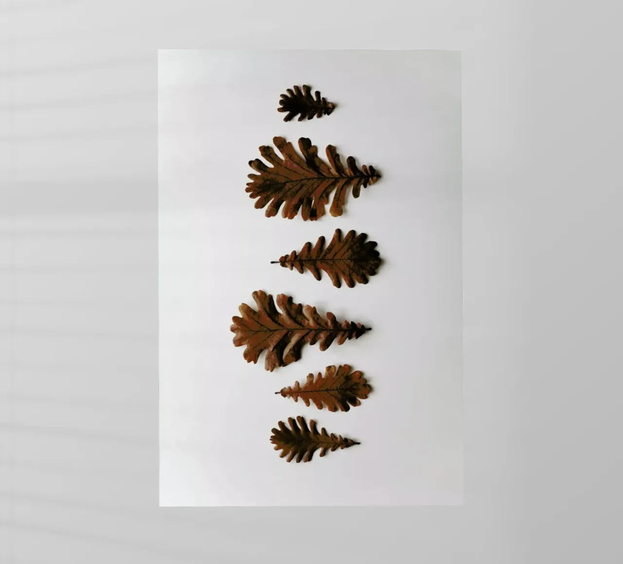 Shapes Oak Leafs pellicola backlit da Studio Nahili