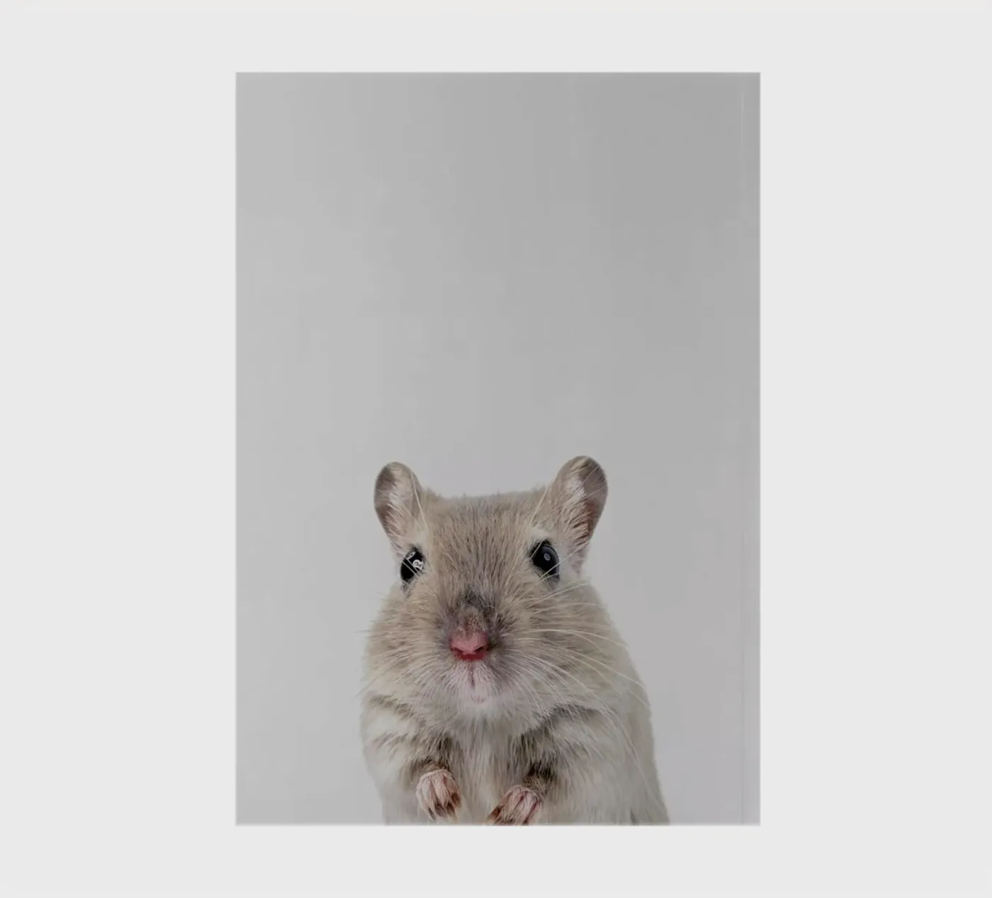 Mouse notebook by Paws & Claws