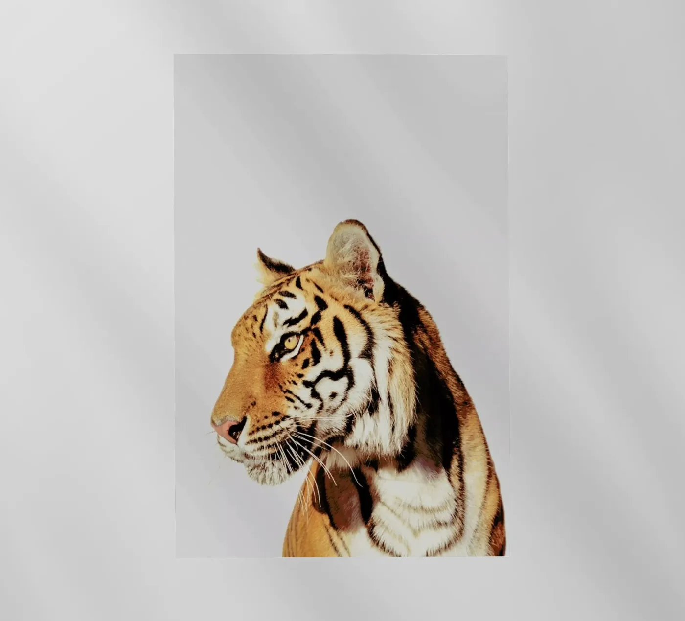 Tiger backlit folie van Paws & Claws