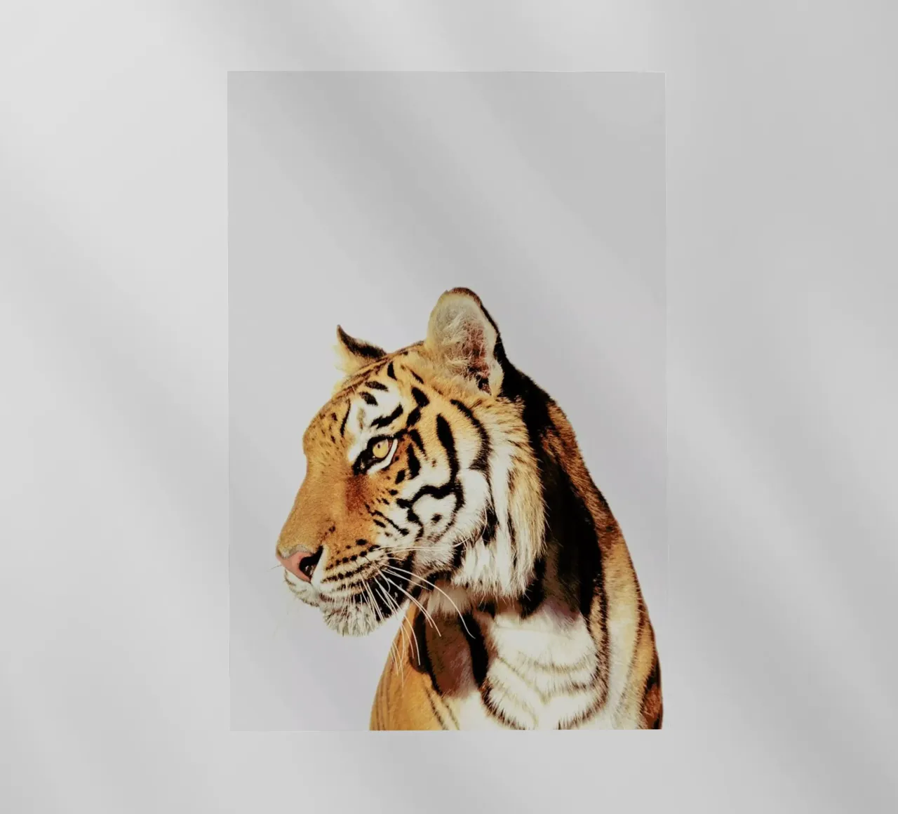 Tiger pellicola backlit da Paws & Claws