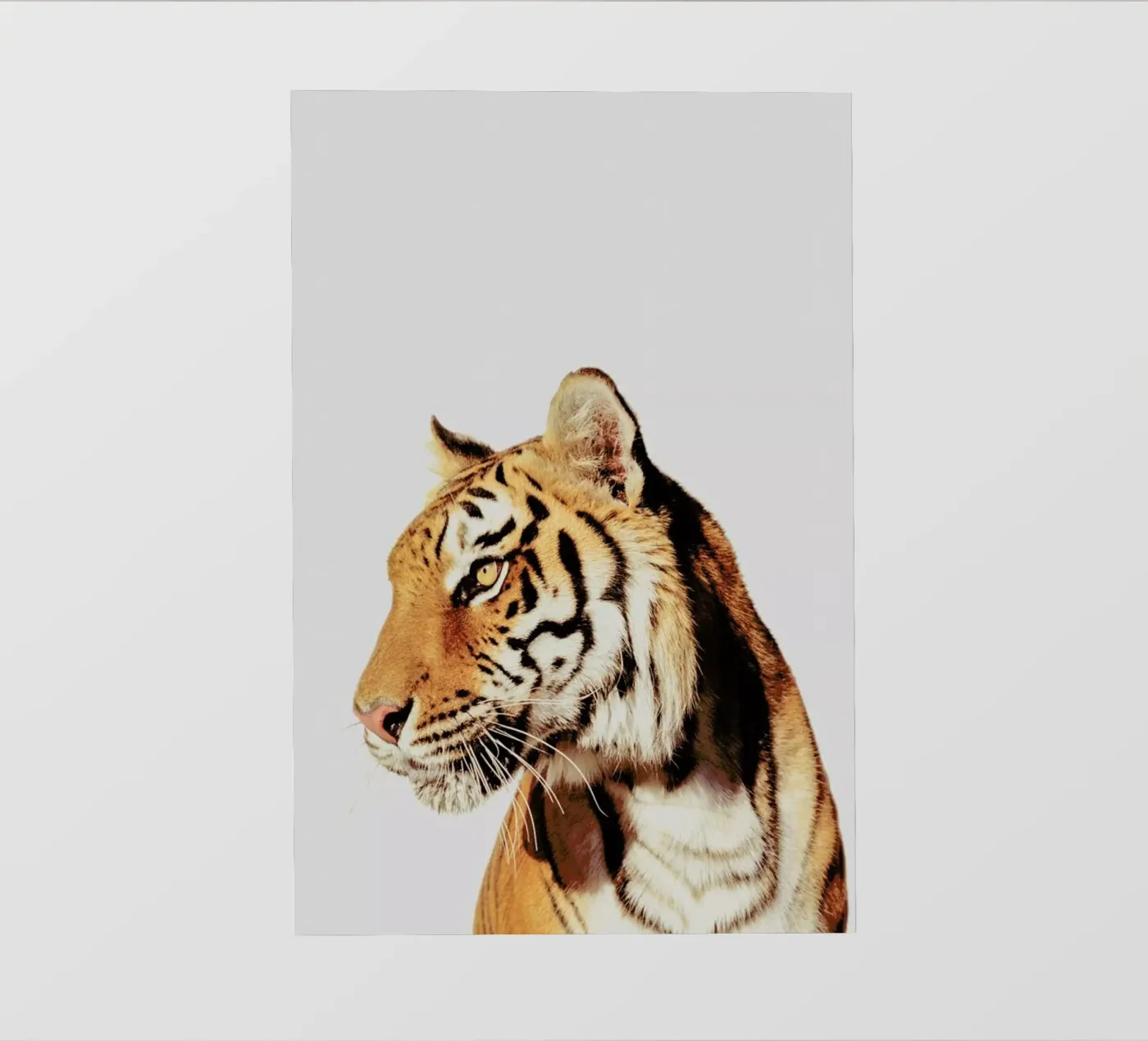 Tiger backlit folie van Paws & Claws
