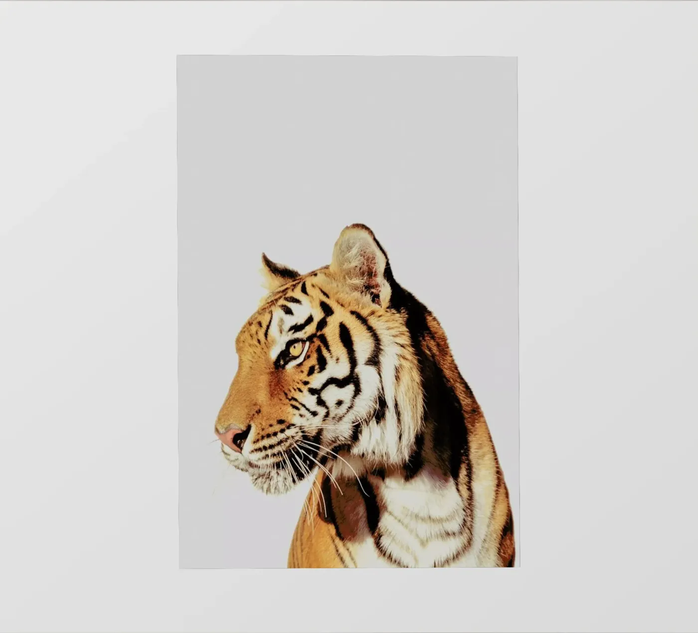 Tiger pellicola backlit da Paws & Claws