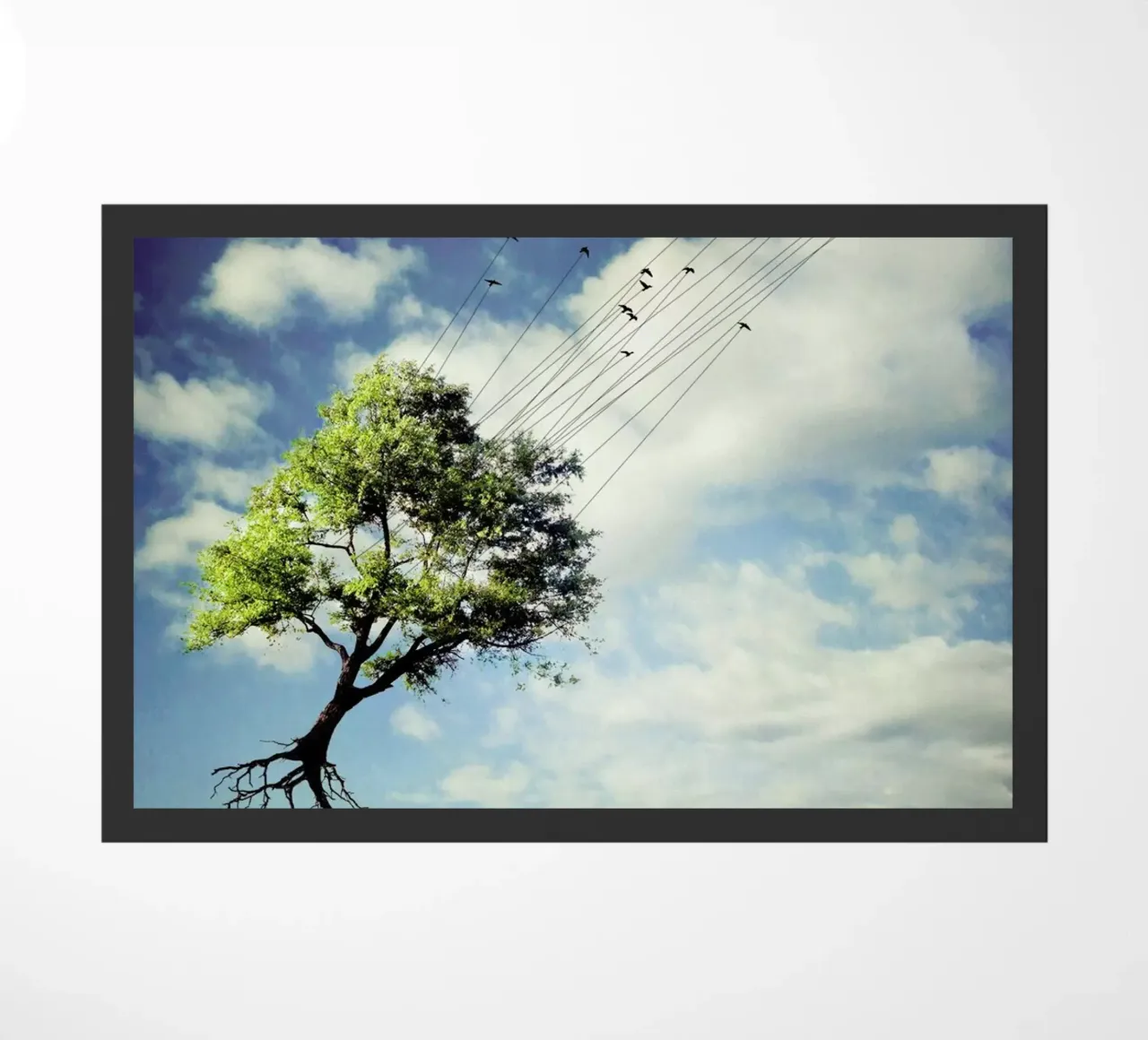 pa 2010-06 zerbino da Sarolta Bán