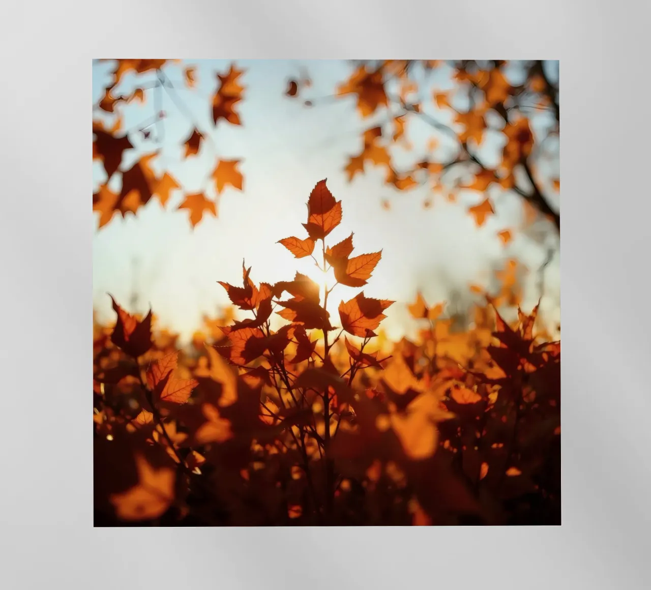 Foglie d'autunno illuminate dalla luce del sole in un ambiente tranquillo. pellicola backlit da DesignDoodle