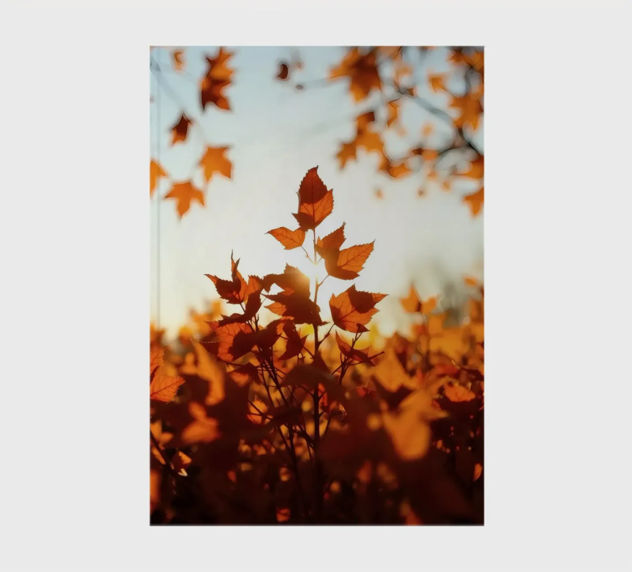 Foglie d'autunno illuminate dalla luce del sole in un ambiente tranquillo. diario da DesignDoodle