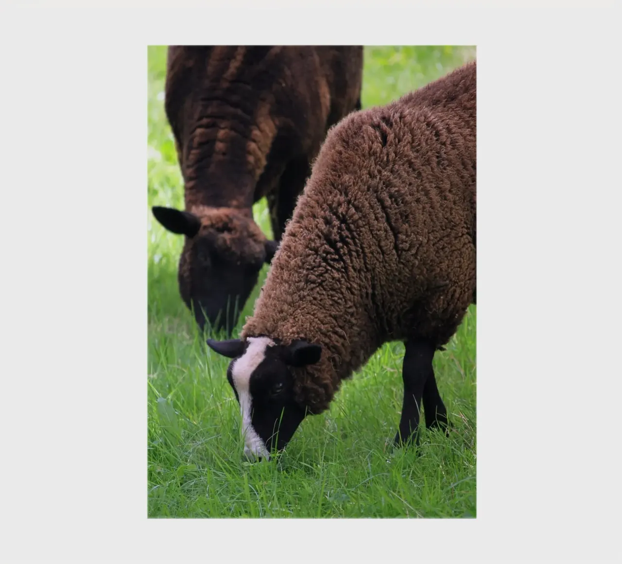 Moutons broutant dans un pré Photo carnet de notes de Jack C Photography