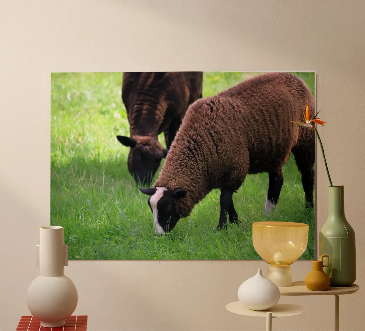 Pecore al pascolo in un prato foto poster con telaio in alluminio da Jack C Photography