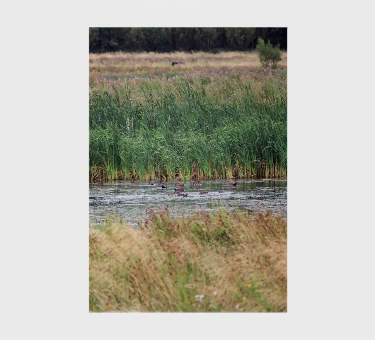 Wetland Landscape with Reeds and Ducks notebook by Jack C Photography