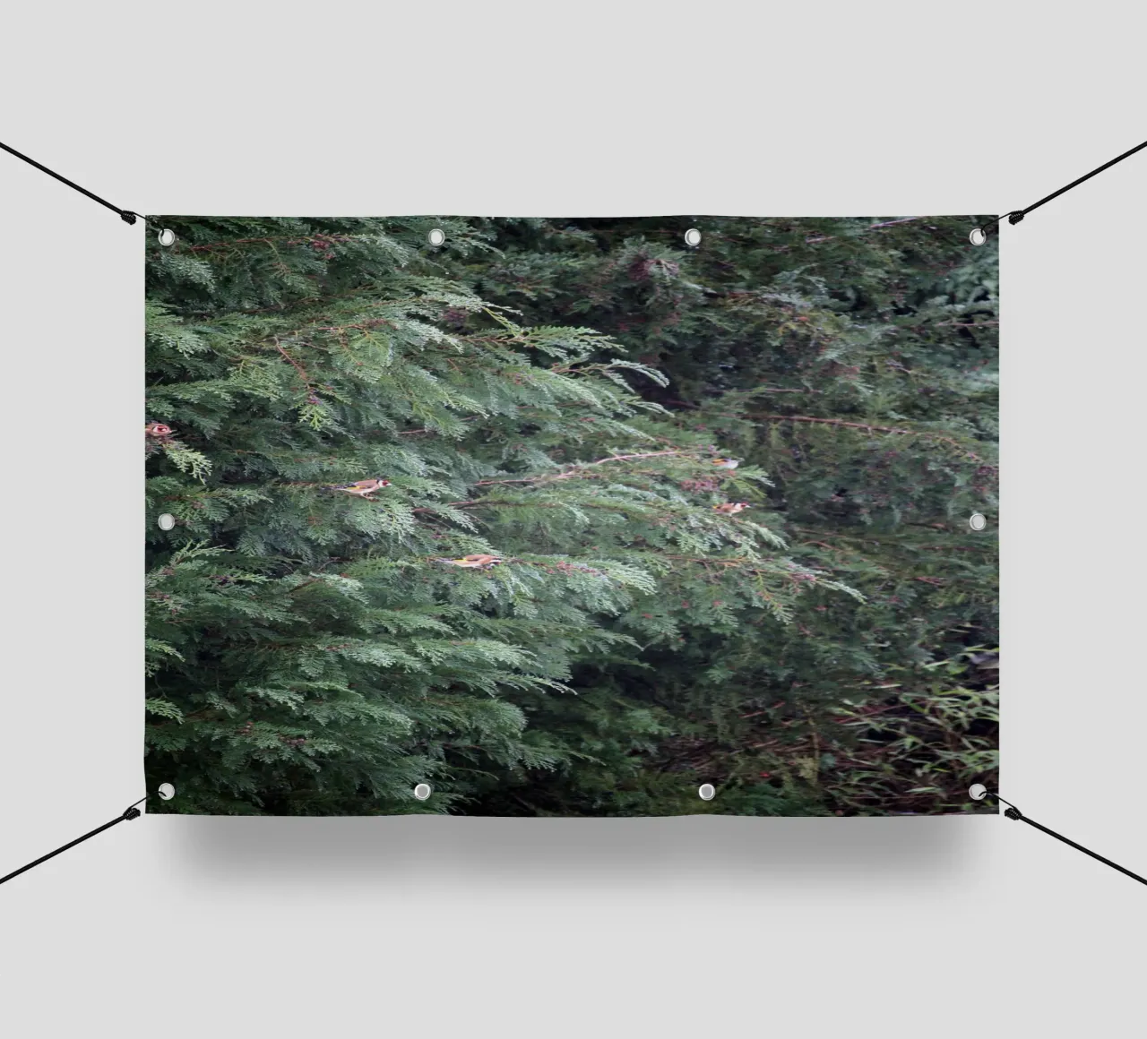 Cardellini su un albero di conifere telo in pvc da Jack C Photography