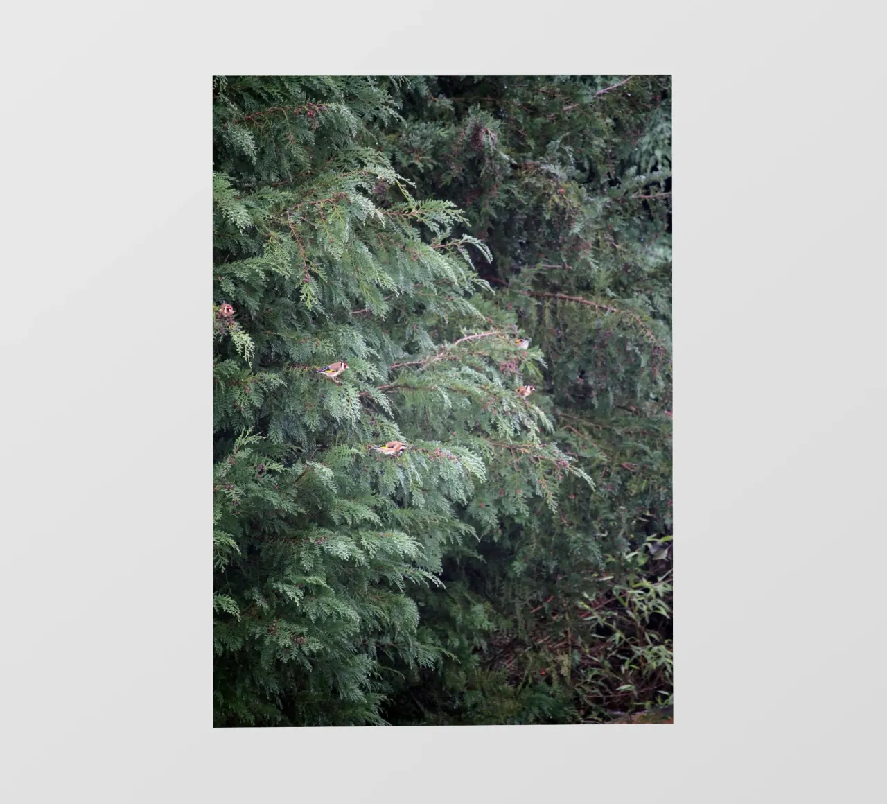 Cardellini su un albero di conifere telo in pvc da Jack C Photography