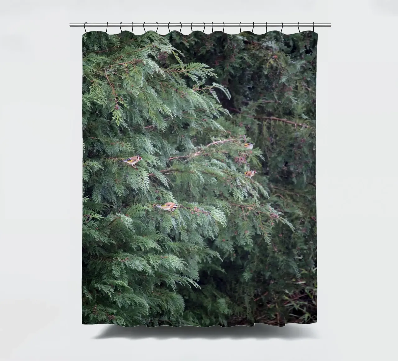 Cardellini su un albero di conifere tenda da doccia da Jack C Photography