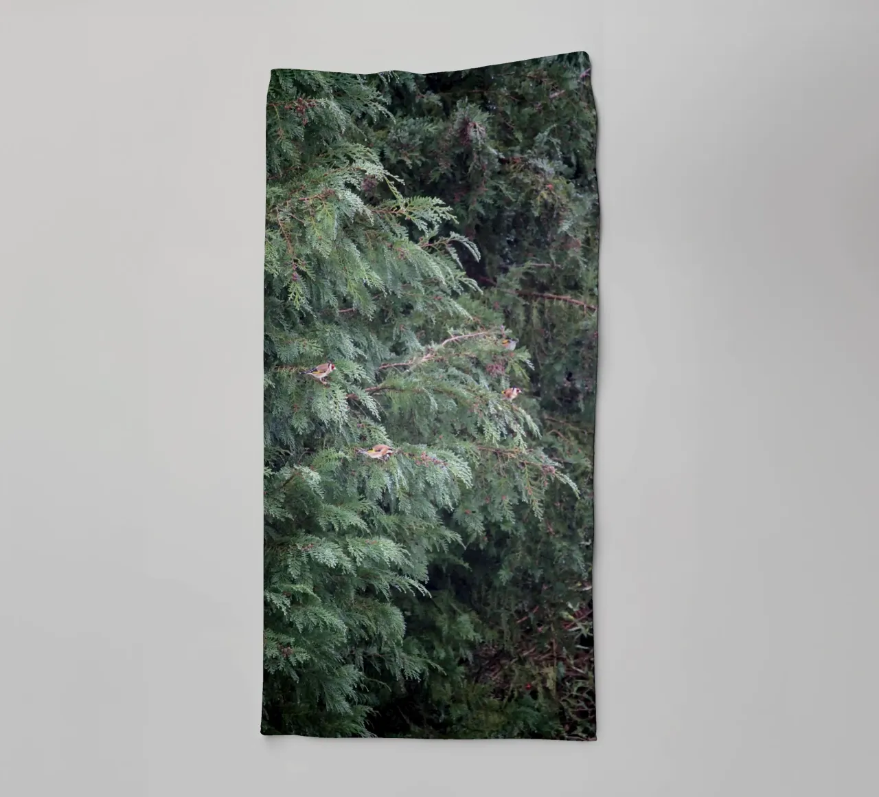 Cardellini su un albero di conifere asciugamano da bagno da Jack C Photography