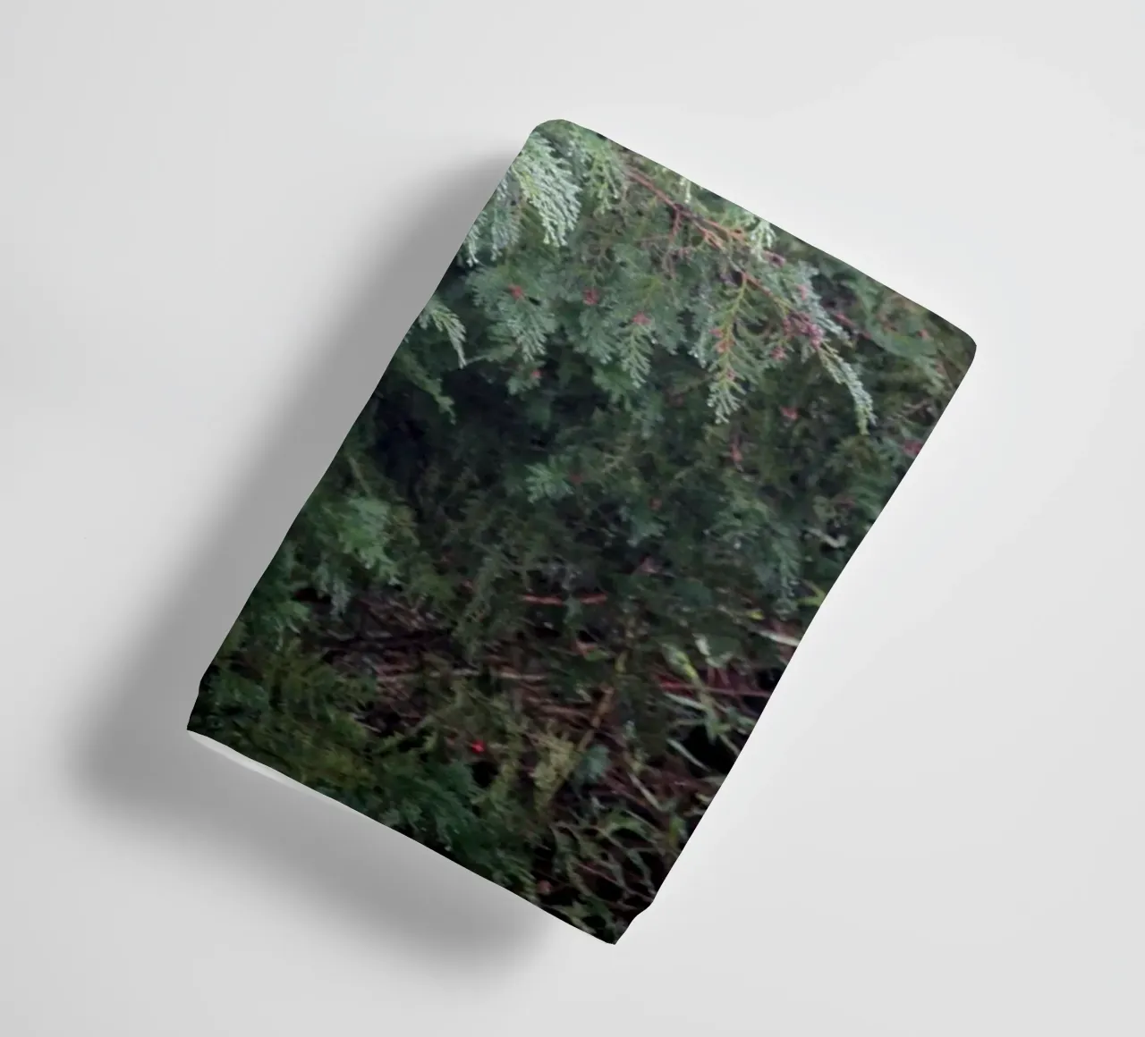 Cardellini su un albero di conifere asciugamano da bagno da Jack C Photography